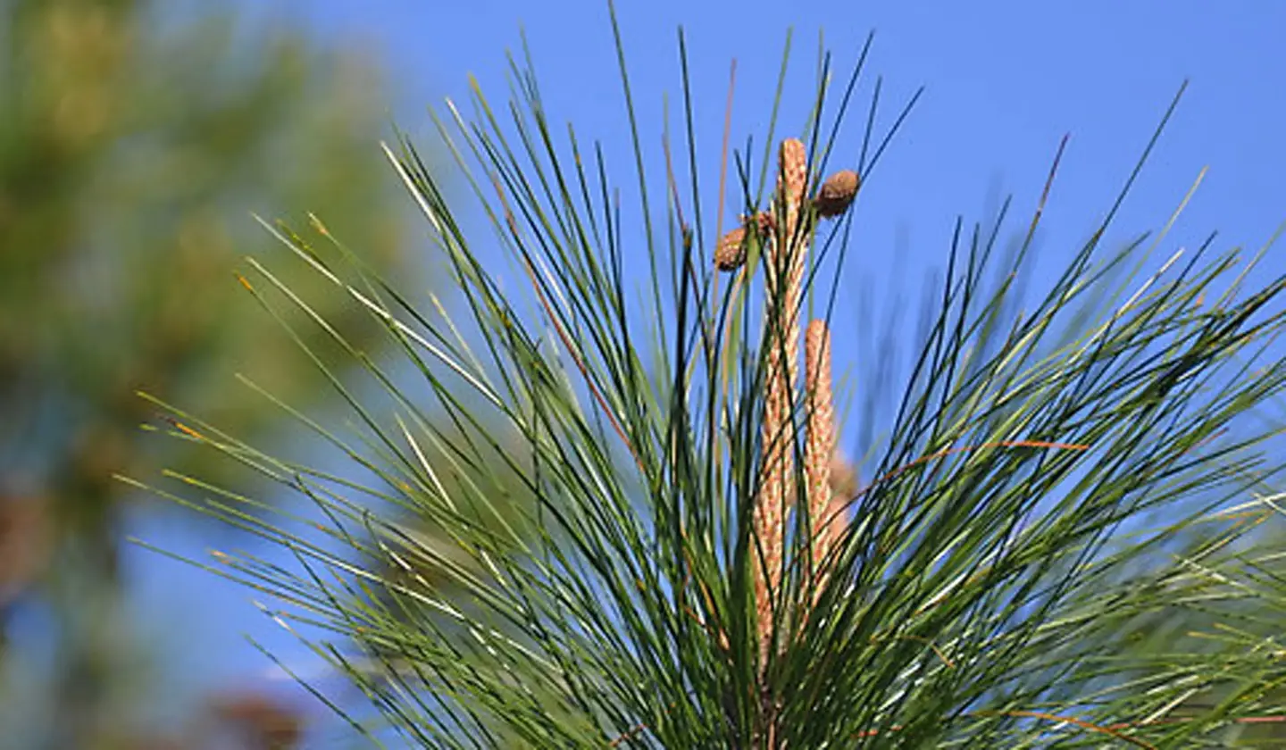 The symbolism of Pine Tree Crosses A Spiritual Journey