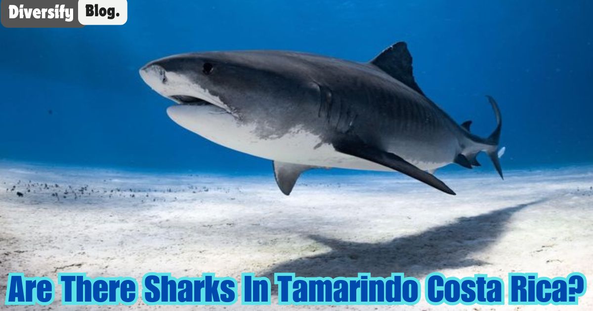 Are There Sharks In Tamarindo Costa Rica? Please Explore the Sharks