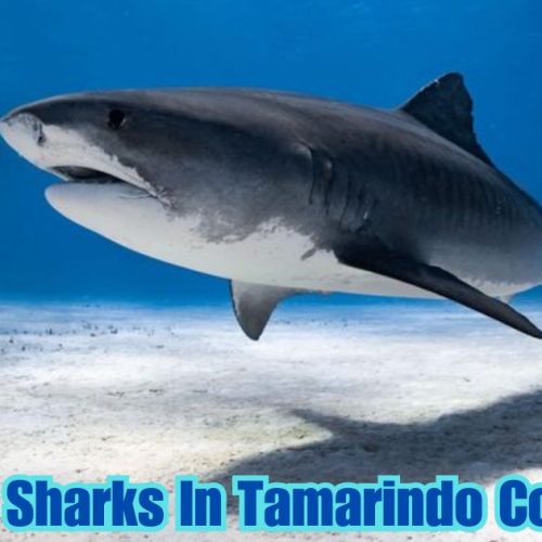 Are There Sharks In Tamarindo Costa Rica? Please Explore the Sharks